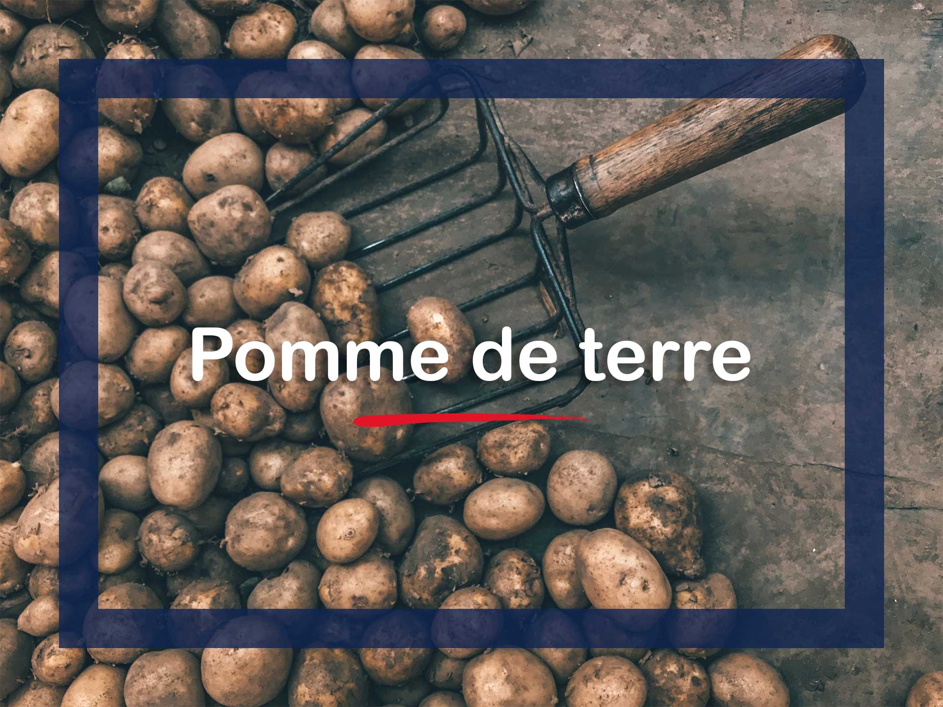 Tout savoir sur la pomme