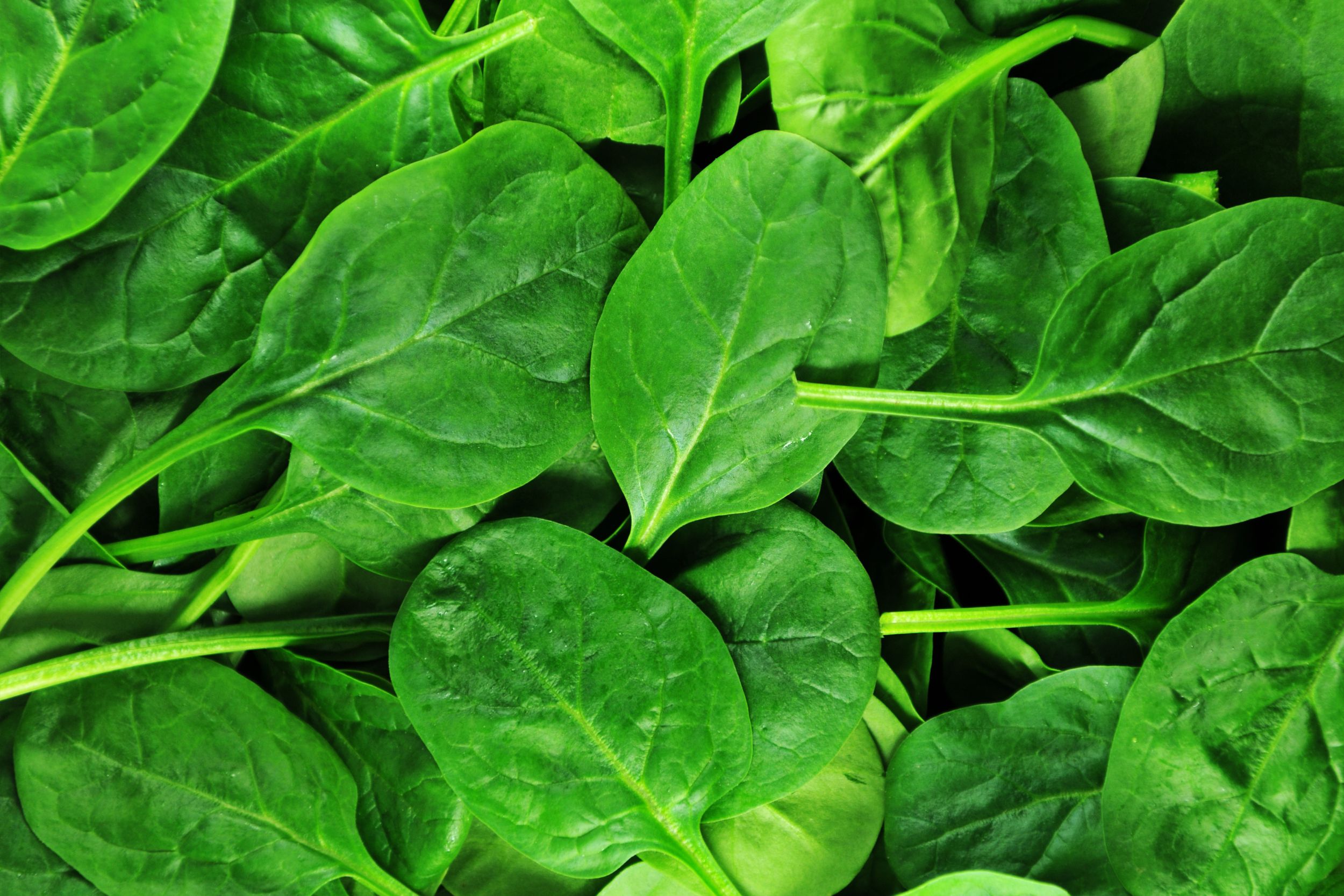 Feuilles d'épinard
